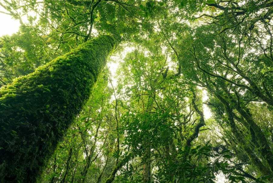 environmental industry