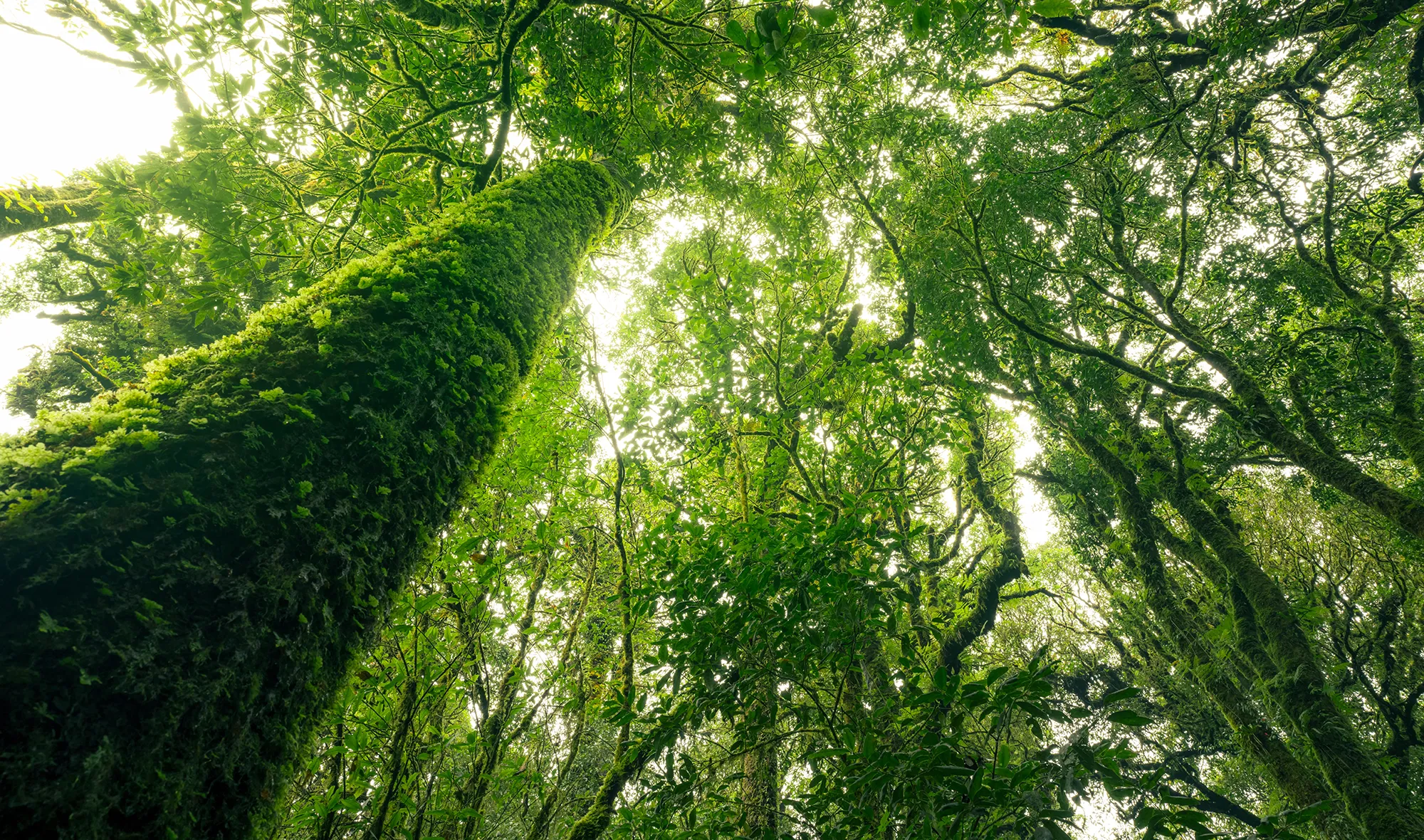 environmental industry